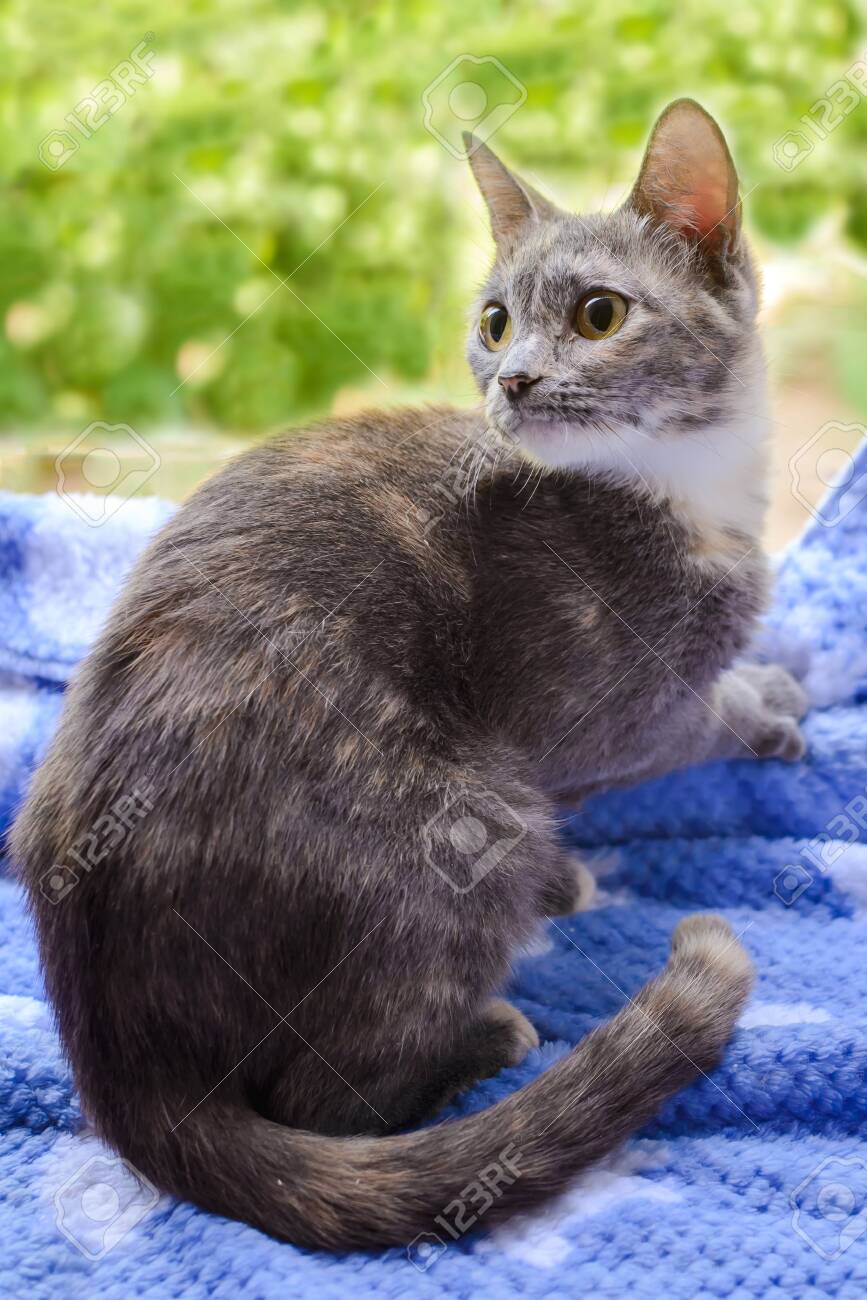 Cute beautiful cat with big eyes and ears sitting on the window..