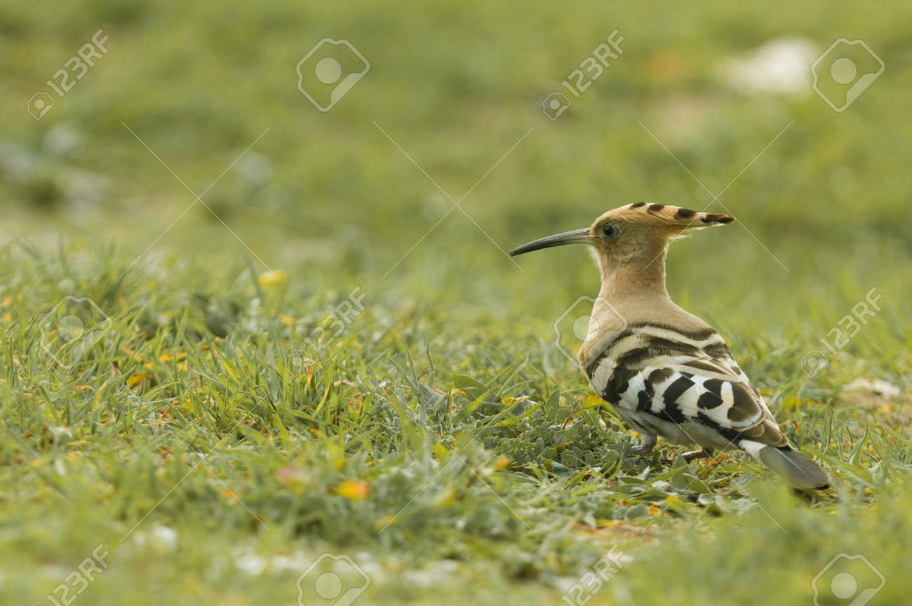 Un Noir Blanc Huppe Doiseau Brun Coloré Upupa Epops Sur Un Terrain Herbeux Dans Un Profil à La Recherche De La Caméra Sur Le Côté