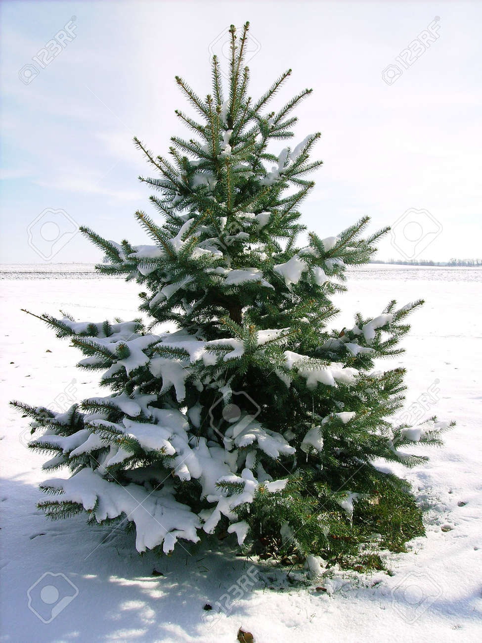 small pine tree covered in snow stock photo picture and royalty