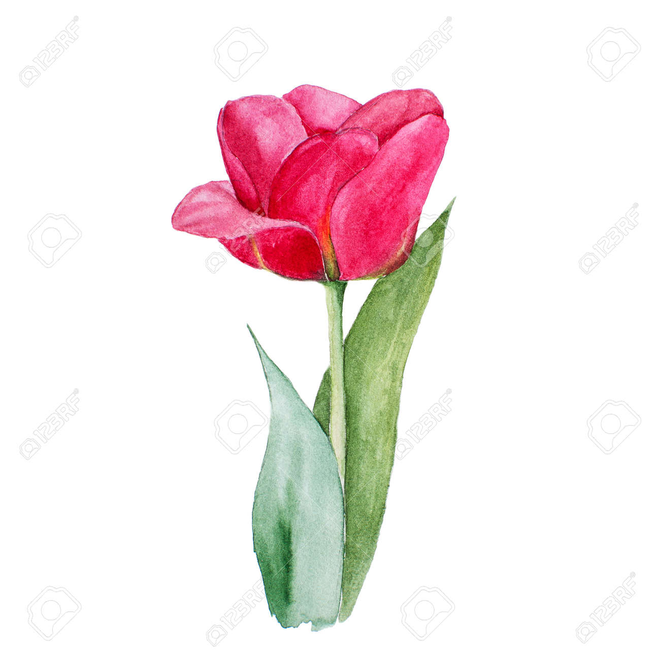 botanical watercolor illustration sketch of red tulip flower stock