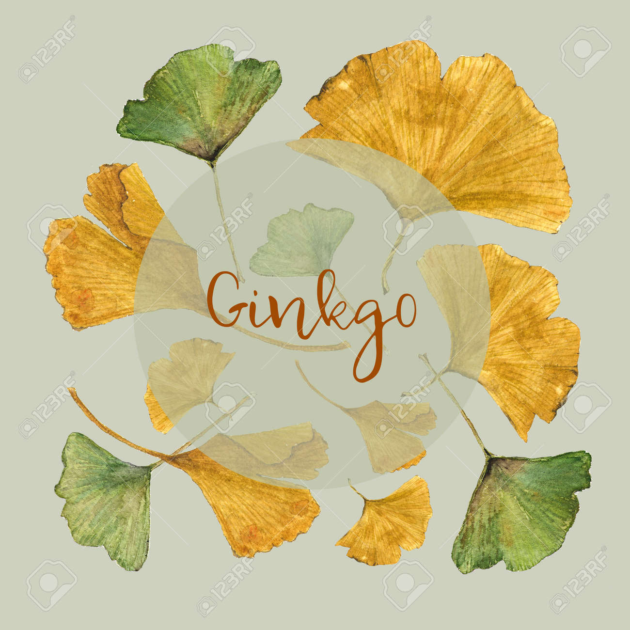 botanical watercolor illustration of colorful ginkgo leaves on