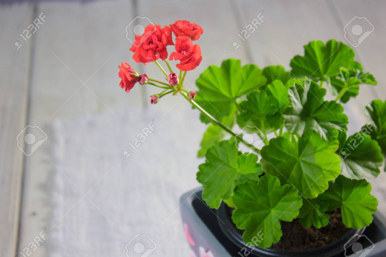 バラのつぼみのゼラニウム 緑の葉と赤い Heranium の花 の写真素材 画像素材 Image