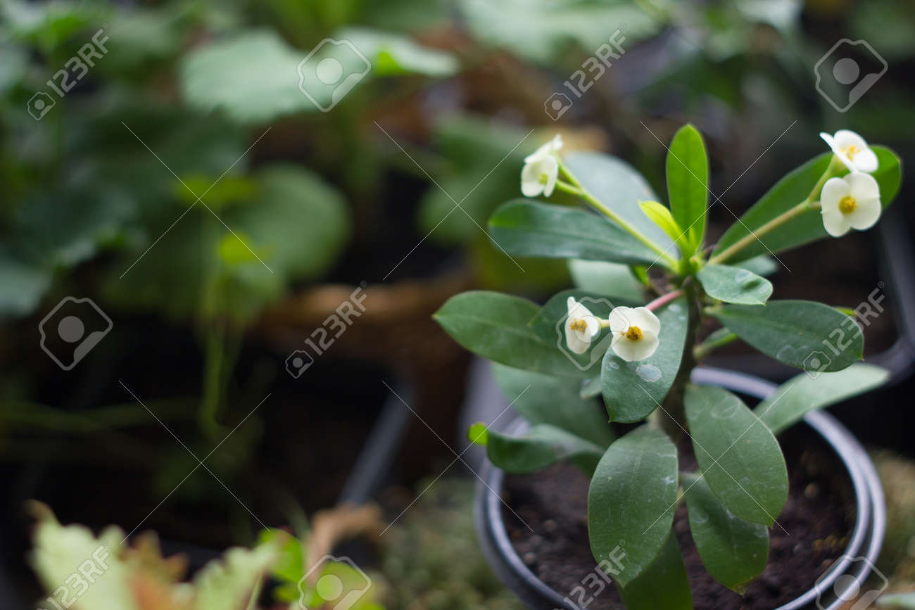 Weisse Bluten Von Euphorbia Milii Popular Zu Hause Pflanze Lizenzfreie Fotos Bilder Und Stock Fotografie Image 69781917