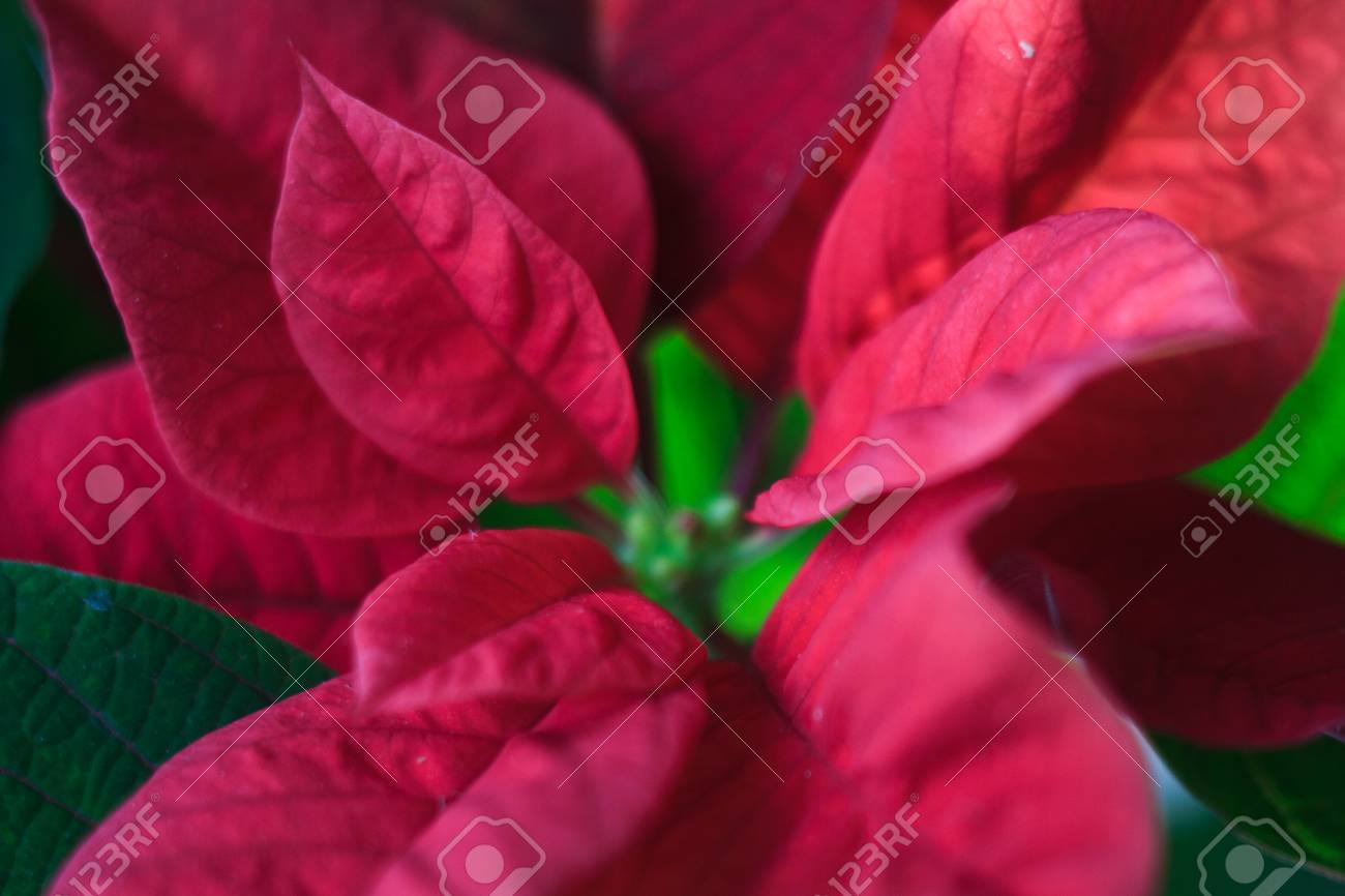 クリスマスポインセチア クリスマスの家の植物の種類 赤いポインセチアの葉と花 の写真素材 画像素材 Image クリスマスポインセチア クリスマスの家の植物の種類 赤いポインセチアの葉と花 の写真素材 画像素材 Image