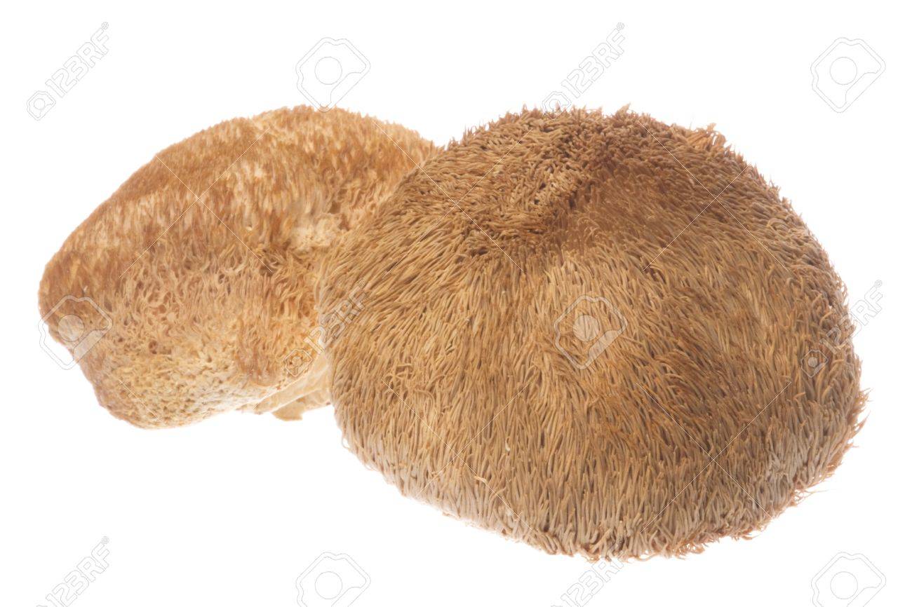 Isolated Image Of Monkey Head Mushrooms Also Known As Lion S Mane Mushroom Bearded Tooth Mushroom Hedgehog Mushroom Bearded Hedgehog Mushroom Pom Pom Mushroom Or Bearded Tooth Fungus Stock Photo Picture And Royalty