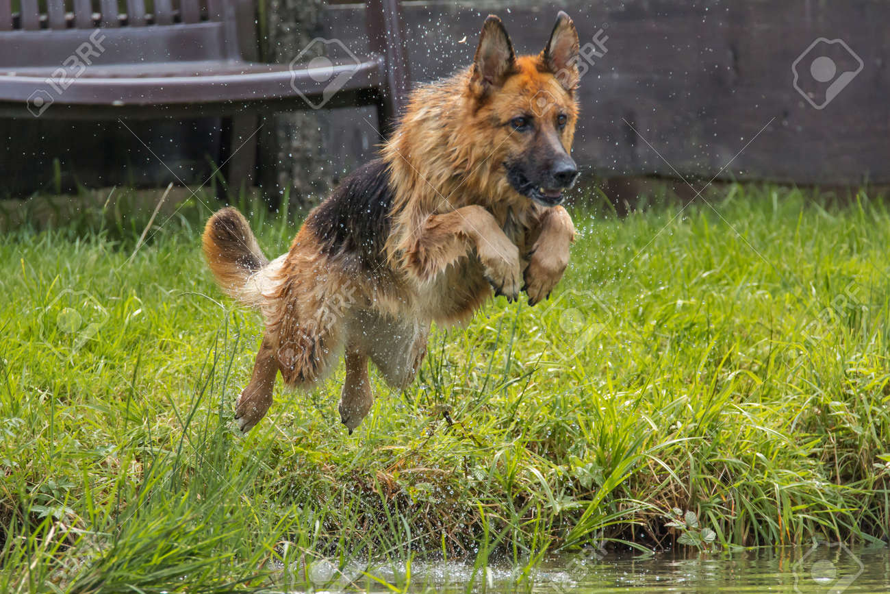 german shepherd jumping