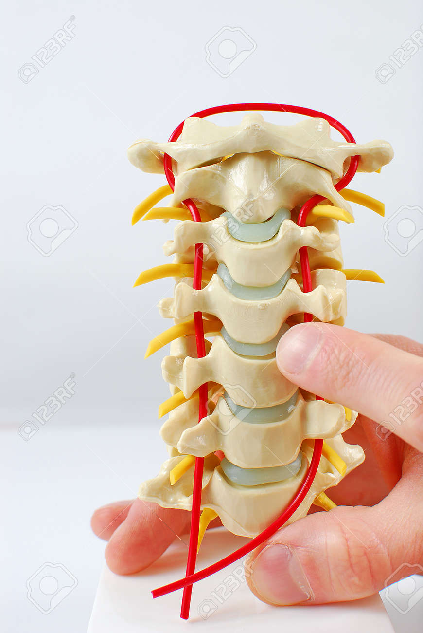 Image of human spinal model with section being pointed out - 12853046 Image of human spinal model with section being pointed out - 12853046