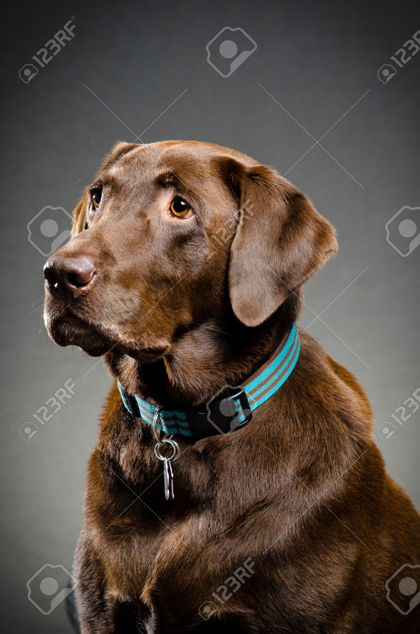 chocolate lab collar