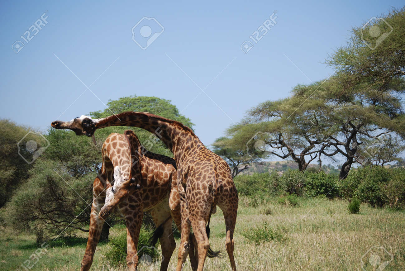 Two Male Giraffes Fighting Stock Photo, Picture and Royalty Free Image.  Image 13967104., image size:1300x870