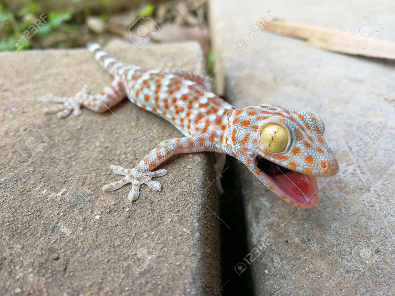Cute Baby Gecko Threatening For Protect Itself Stock Photo Picture