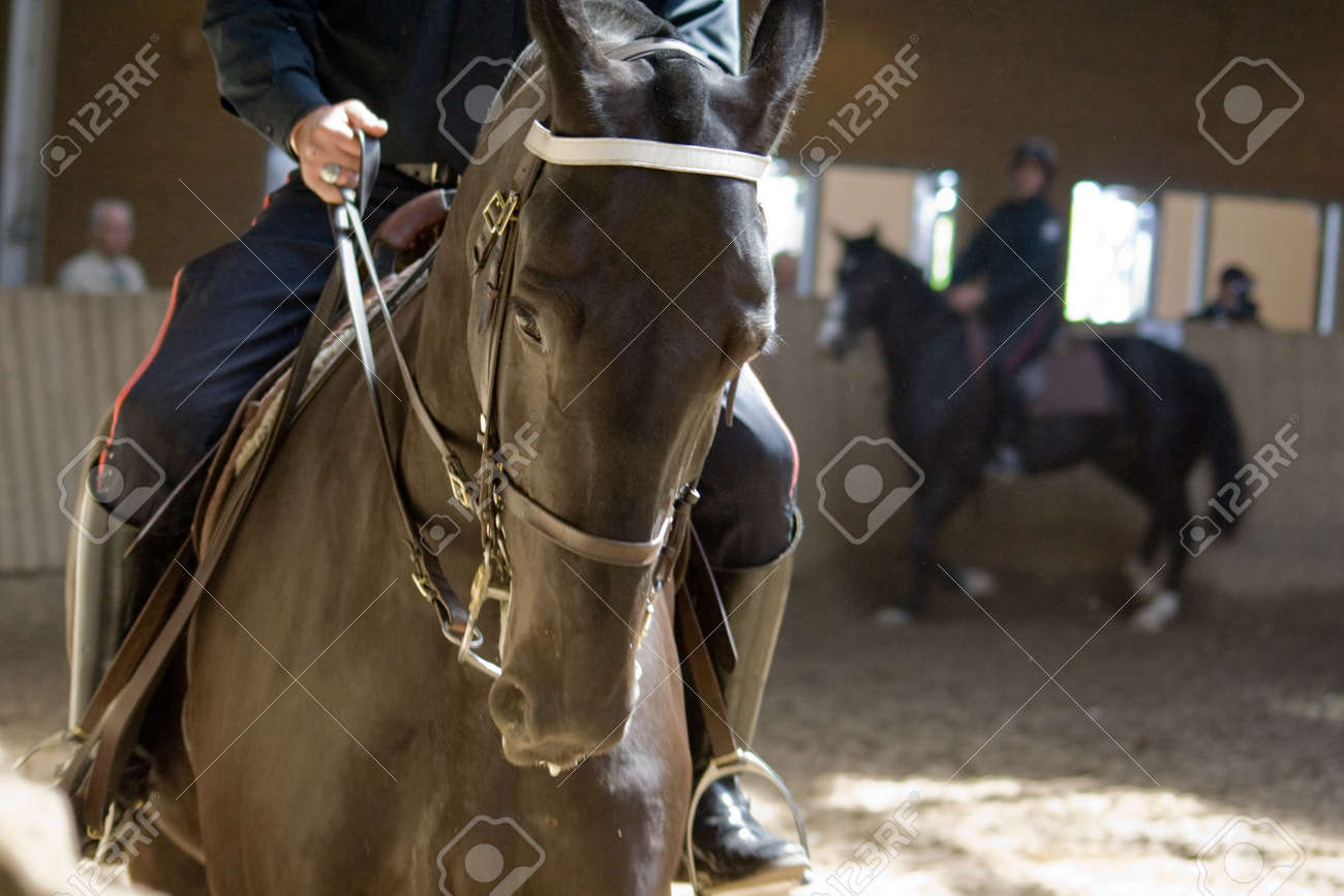 王立カナダ騎馬警察 警察の馬パレード カナダのトロントで の写真素材 画像素材 Image
