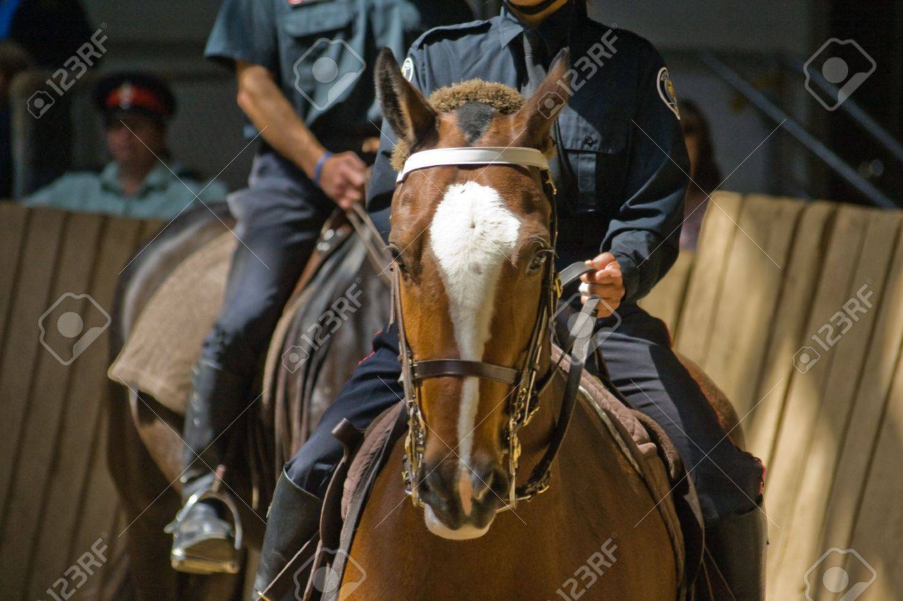 王立カナダ騎馬警察 警察の馬パレード カナダのトロントで の写真素材 画像素材 Image