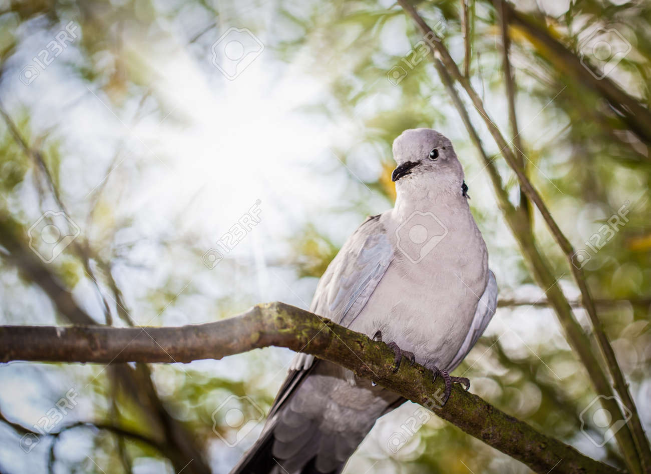 etiam-dictum-ipsum-a-felis