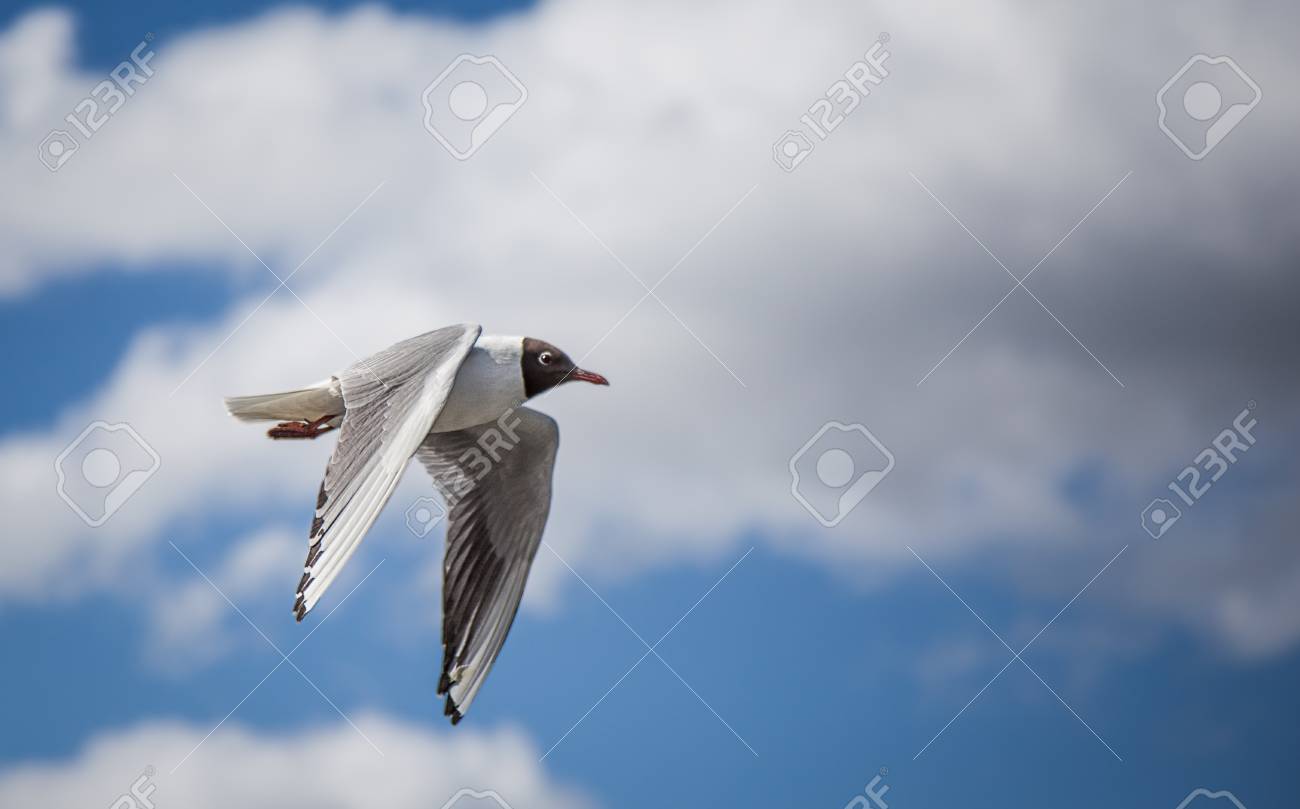 空に羽ばたき鳥 の写真素材 画像素材 Image 空に羽ばたき鳥 の写真素材 画像素材 Image