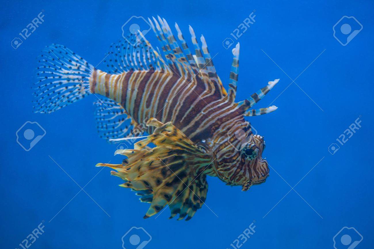 青い背景のカサゴ の写真素材 画像素材 Image