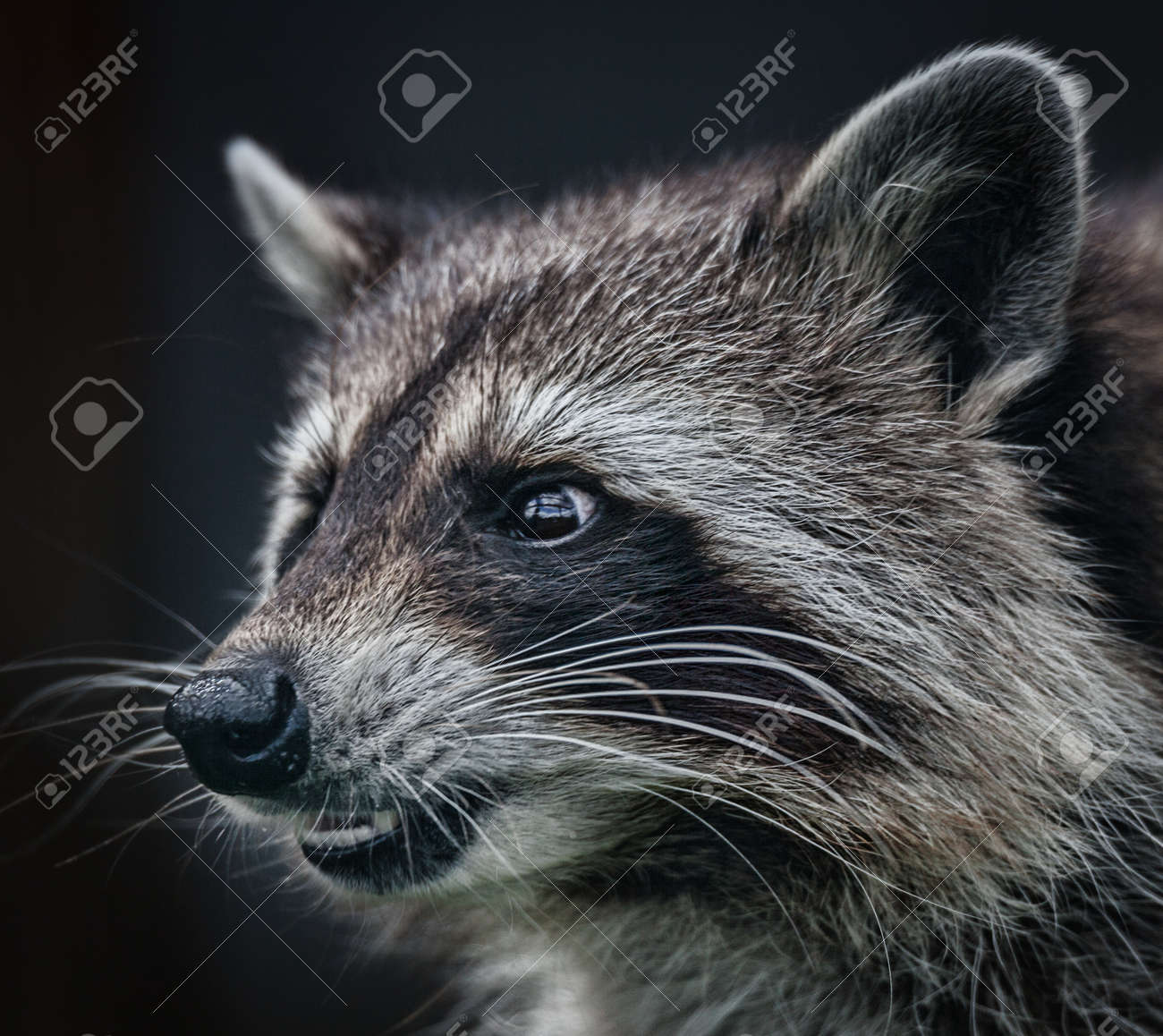 etiam-dictum-ipsum-a-felis