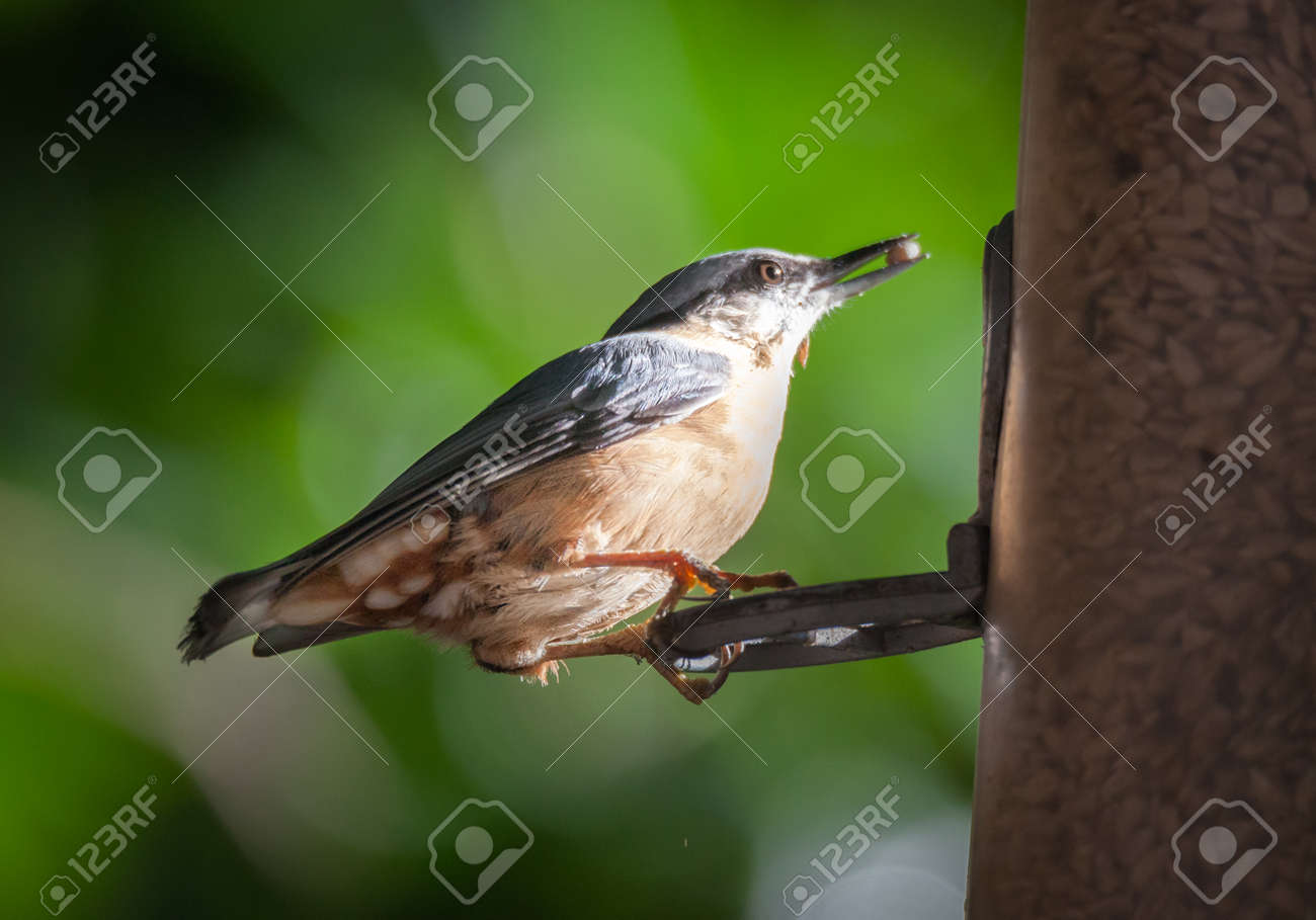 etiam-dictum-ipsum-a-felis