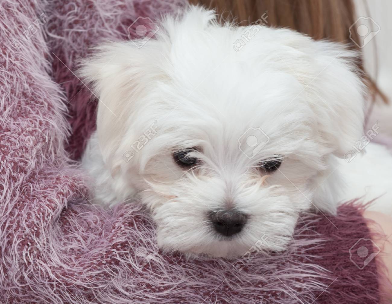 非常にかわいいマルチーズの子犬 10 週古いチャンピオンの親から
