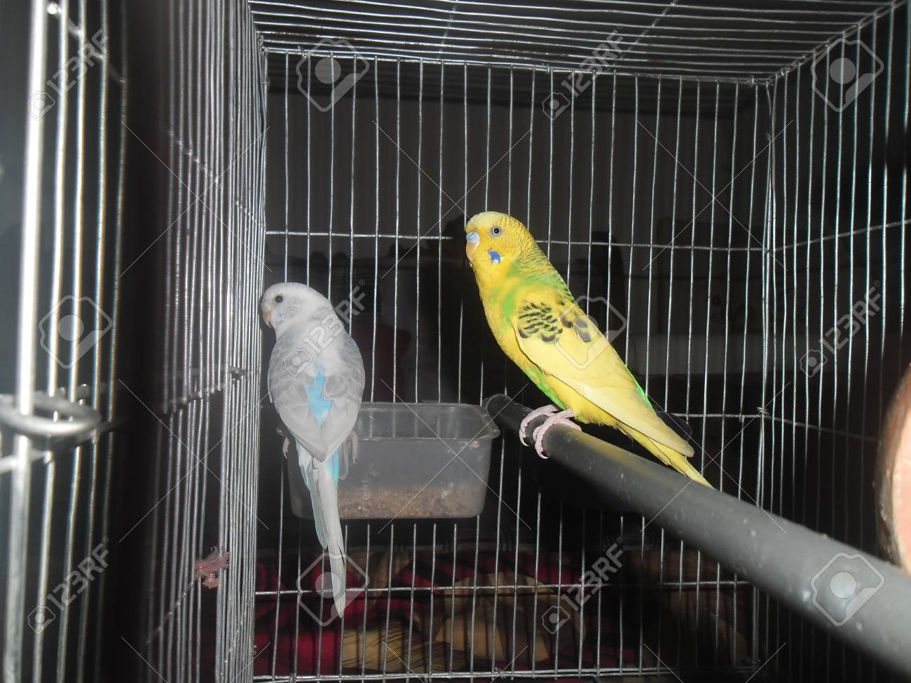 budgie in cage