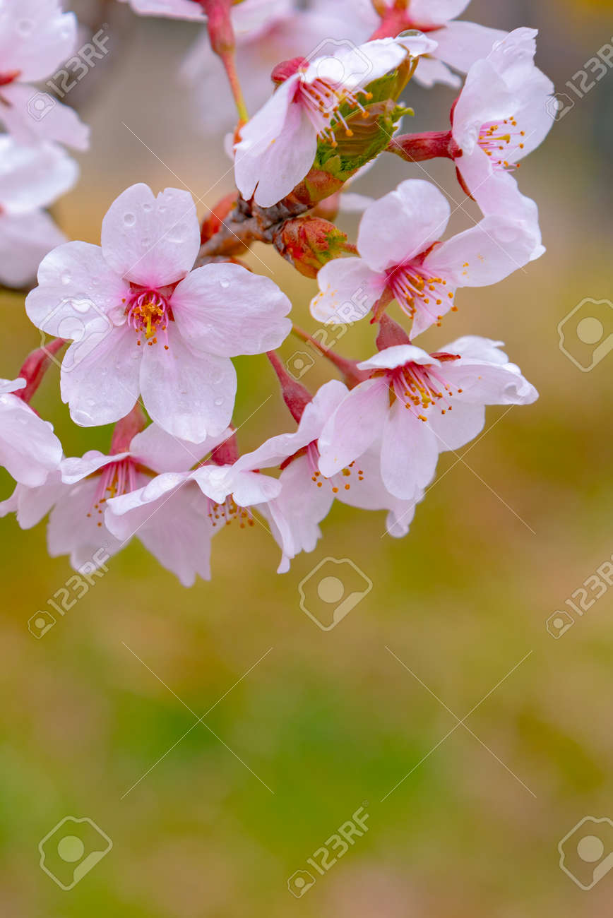 Close Up Full Bloom Beautiful Pink Cherry Blossoms Sakura In