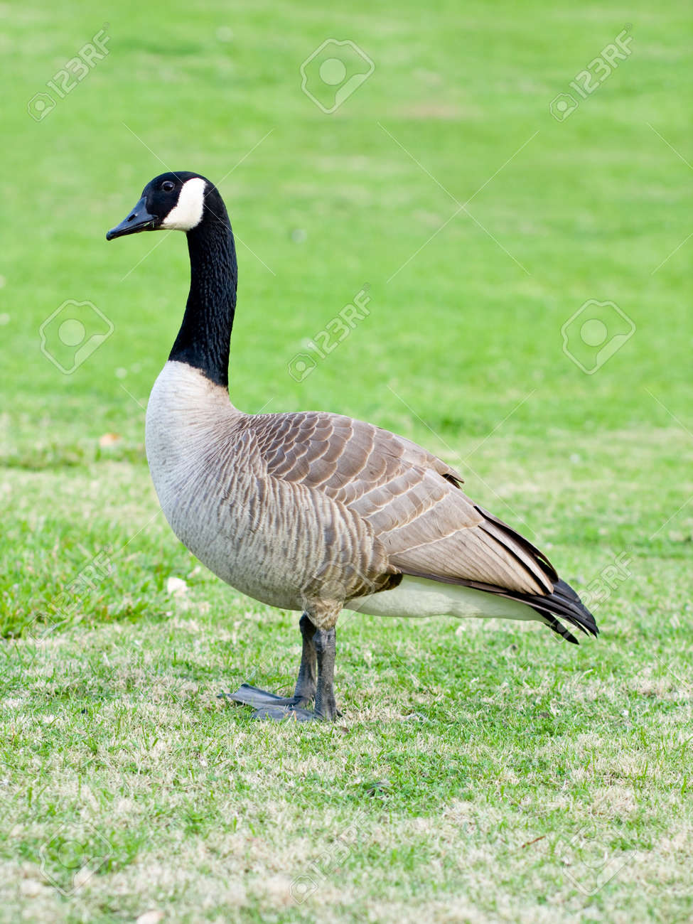 canada goose jacka dam prisjakt canada goose jacka dam prisjakt