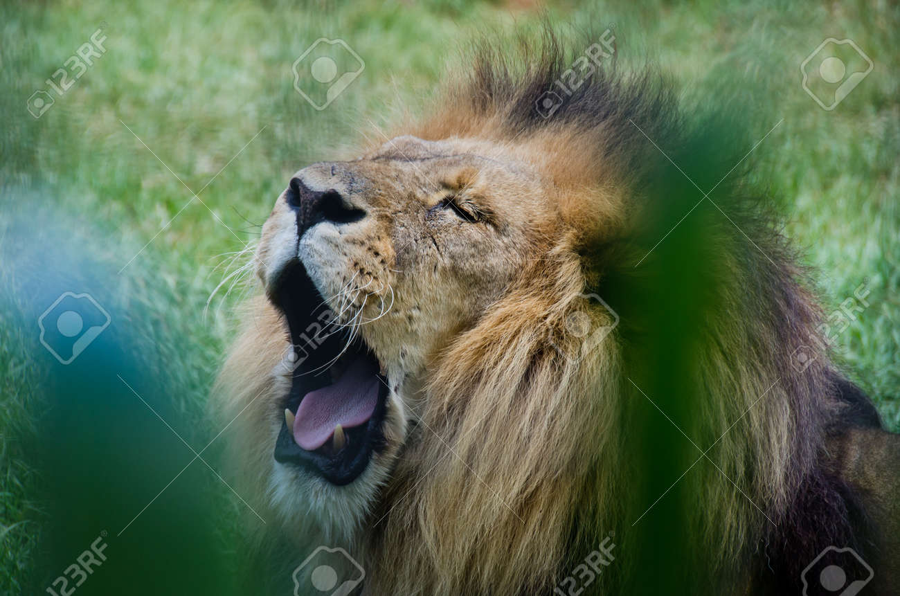 etiam-dictum-ipsum-a-felis