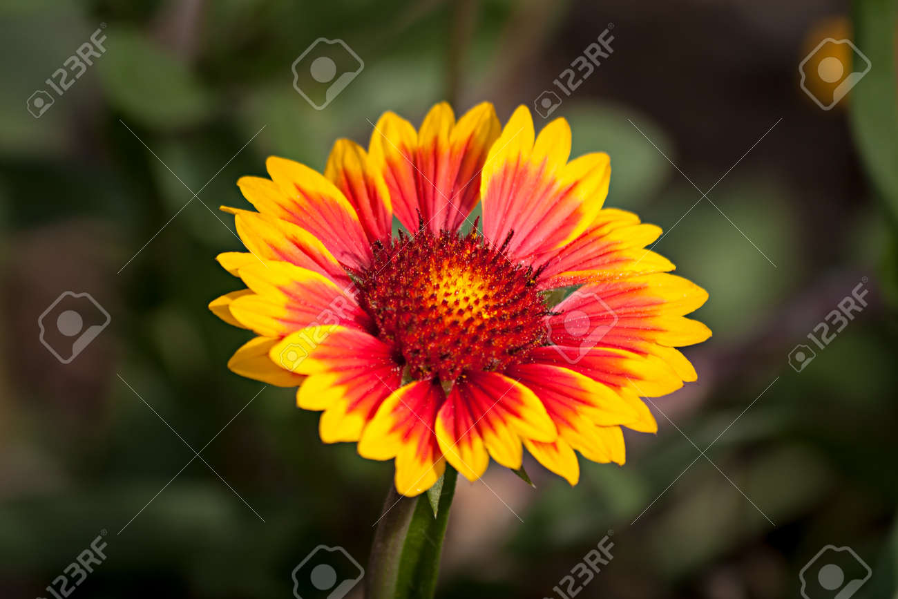 Fleur Jaune Rouge échinacée Attention Sélective Fond Vert Foncé