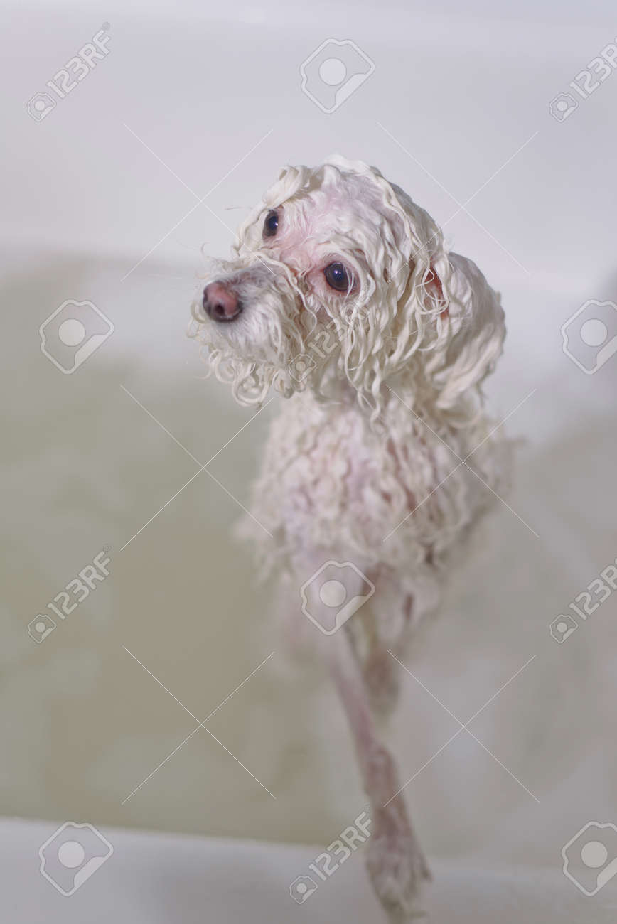 泡風呂に入っている小さな白いプードル犬 の写真素材 画像素材 Image 泡風呂に入っている小さな白いプードル犬 の写真素材 画像素材 Image