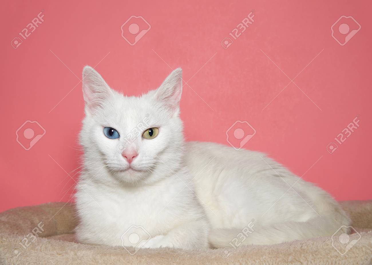 white cat with one blue and one green eye