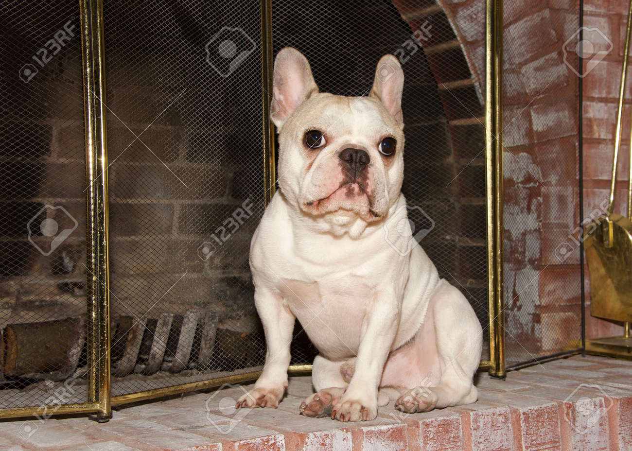 tan and white french bulldog