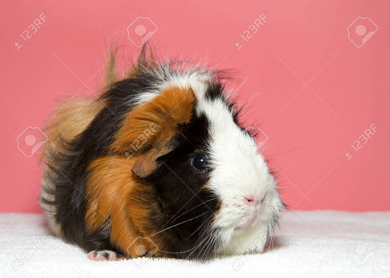 Portrait Of A Calico Colored Guinea Pig In Western Society