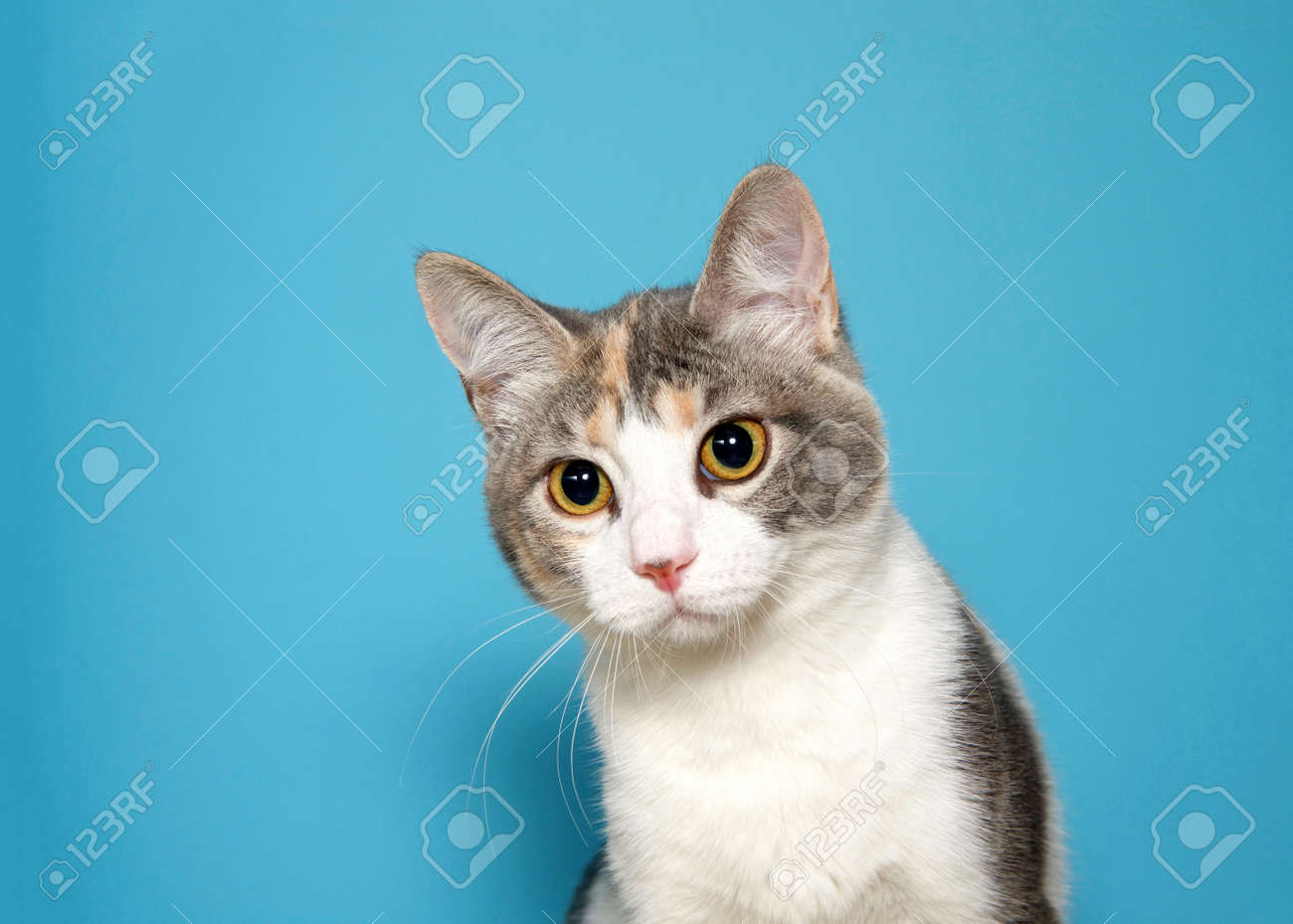 Portrait Of An Adorable Calico Kitten Looking Slightly To Viewers