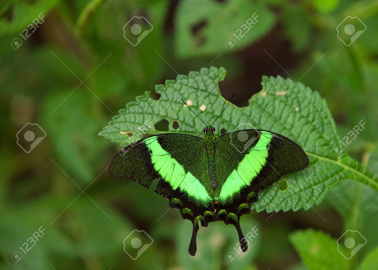 Papilio Palinurus The Emerald Swallowtail Emerald Peacock Or