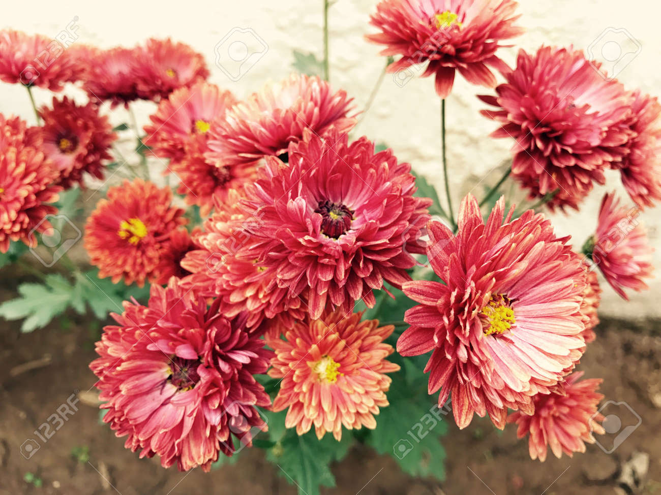 etiam-dictum-ipsum-a-felis