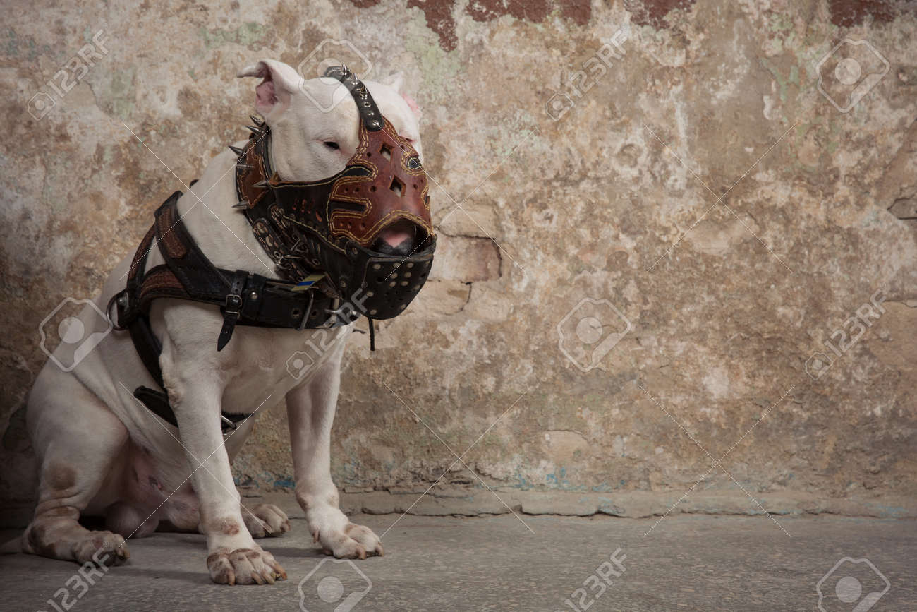 bull terrier muzzle
