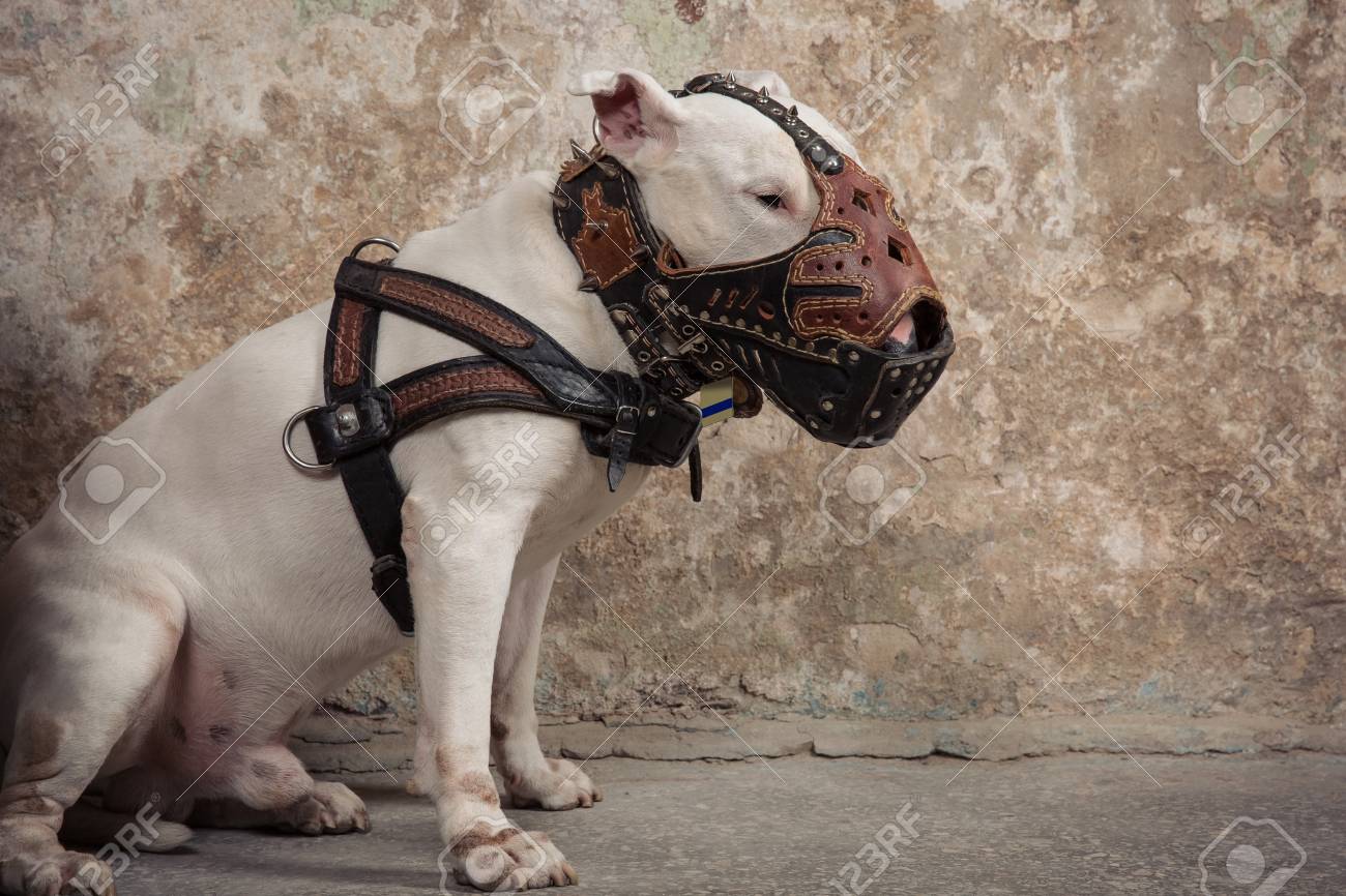 white muzzle dog