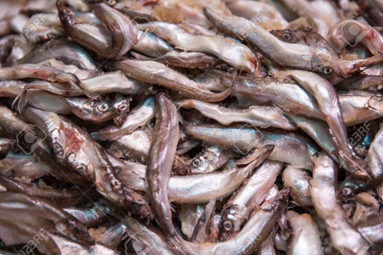 신선한 제련, 카펠 린 또는 카 플린 생선. 선택적 초점. 확대 로열티 무료 사진, 그림, 이미지 그리고 스톡포토그래피. Image  96969661