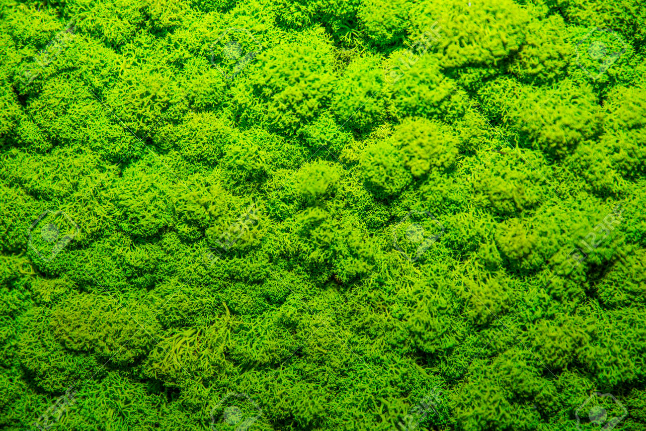 Green Moss Soft Background, Mossy Texture Stock Photo, Picture and Royalty  Free Image. Image 97550539.