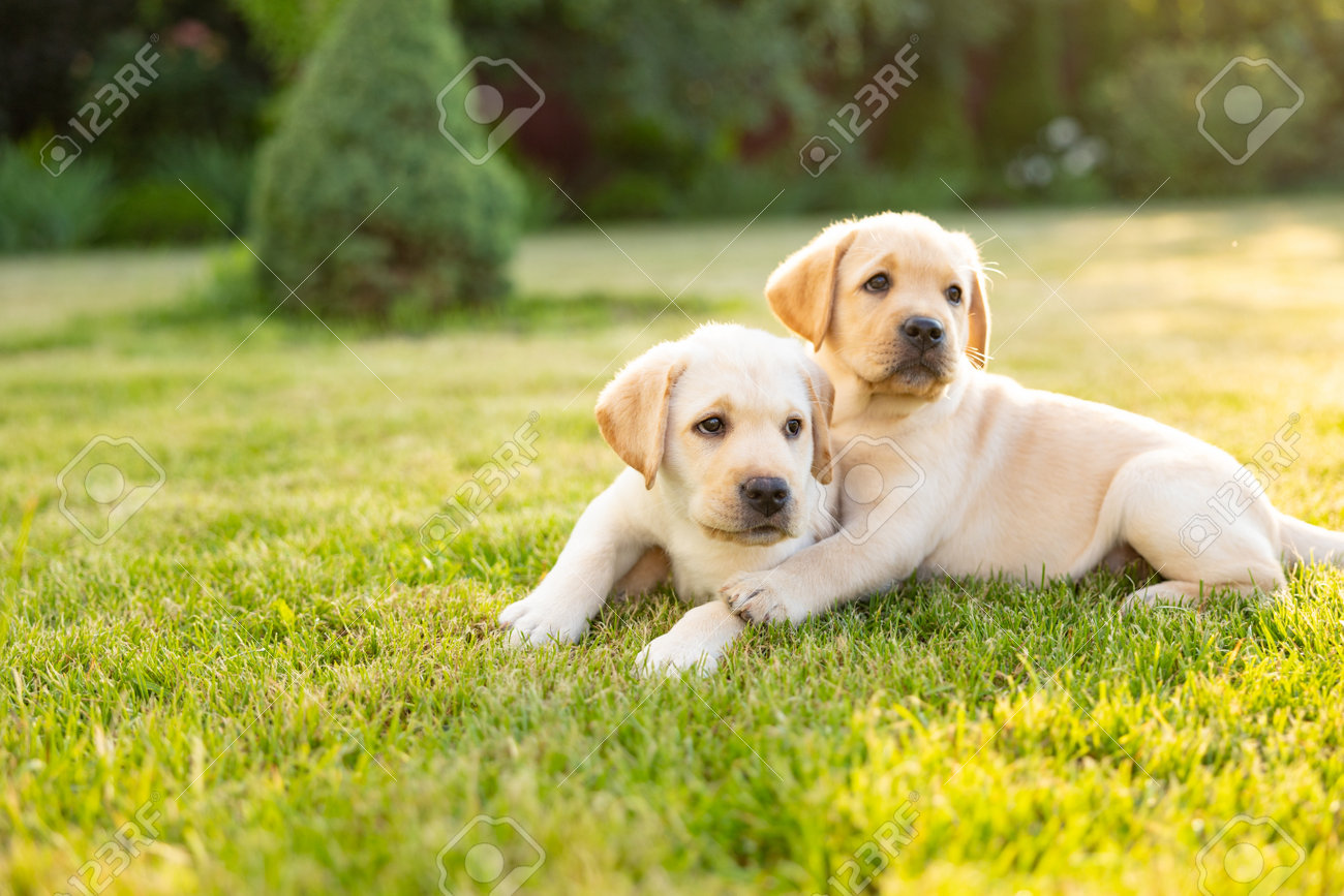 ロイヤルドルトン　ラブラドールレトリバーの親子 ロイヤルドルトン ラブラドールレトリバーの親子