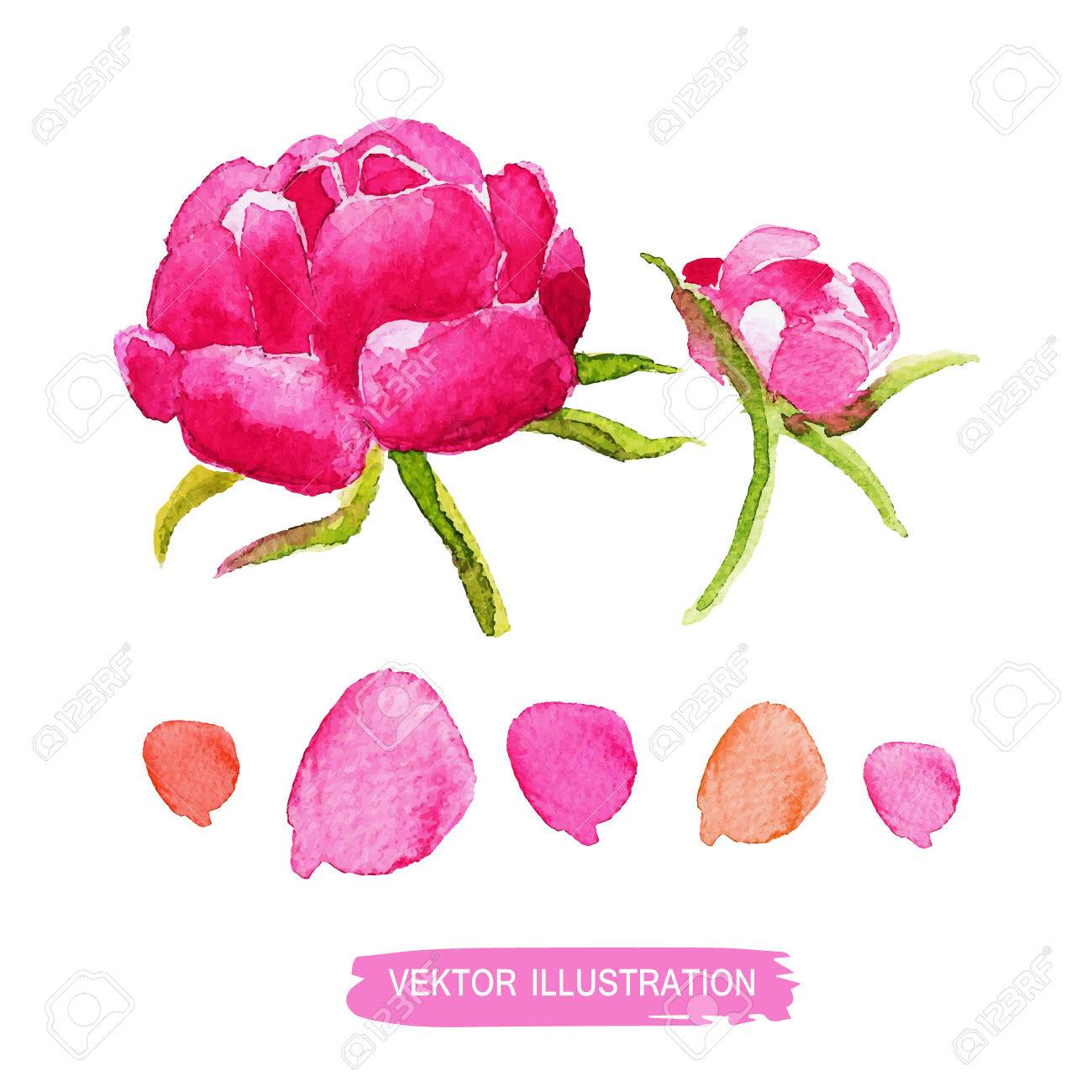 Watercolor Set Peony Flowers And Petals Royalty Free Cliparts Vectors And Stock Illustration Image