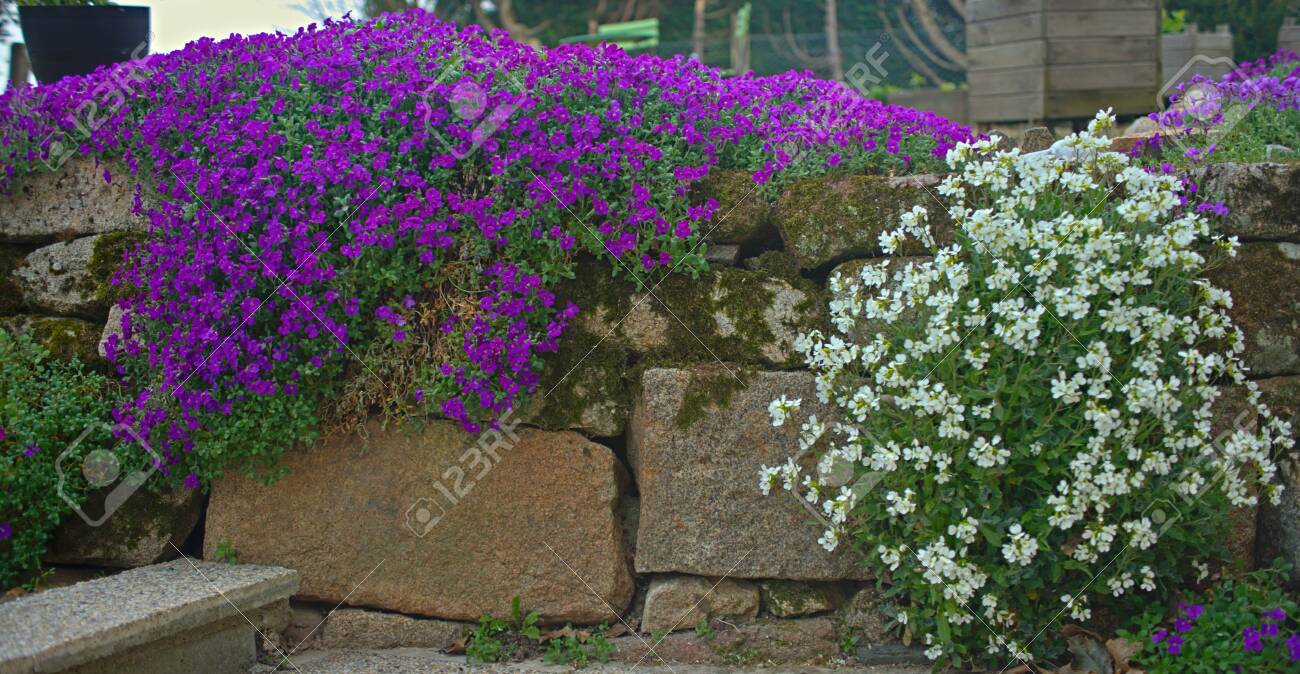 ÐšÐÑÑÐ¸Ð½ÐºÐ¸ Ð¿Ð¾ ÐÐÐ¿ÑÐ¾ÑÑƒ "bellflower"