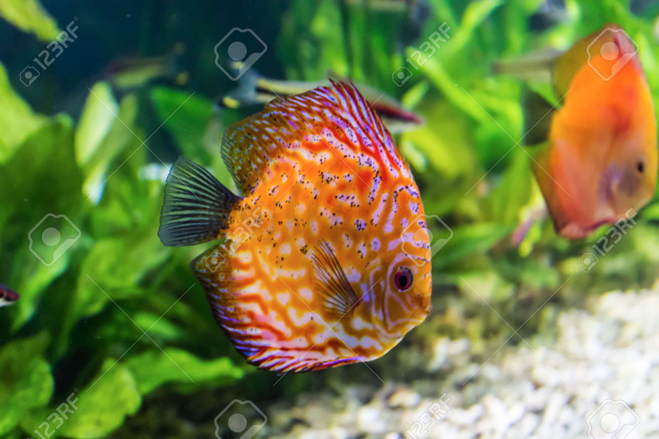 freshwater aquarium websites