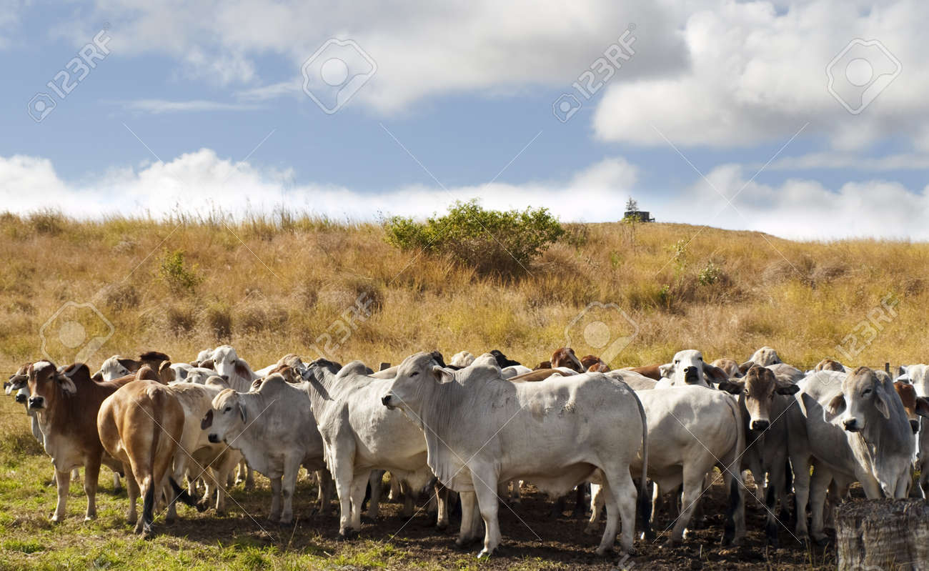 Herd of brahman beef cattle cows in rural Queensland - 14461353 Herd of brahman beef cattle cows in rural Queensland - 14461353
