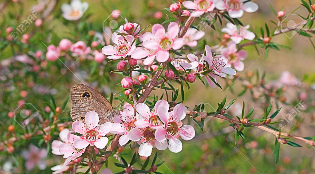 Unduh 50 Koleksi Gambar Flora Dan Fauna Di Australia Paling Bagus Gratis