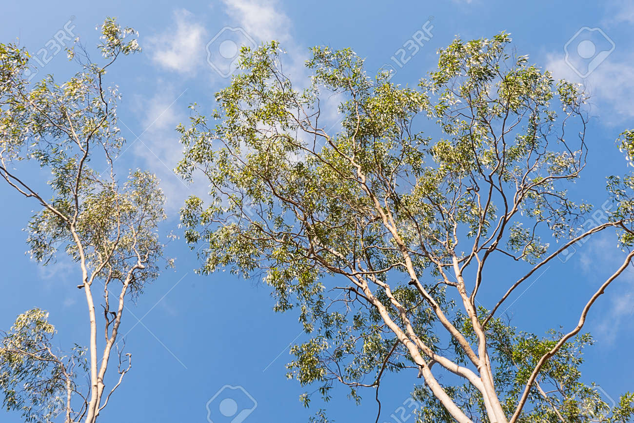 eucalyptus citriodora