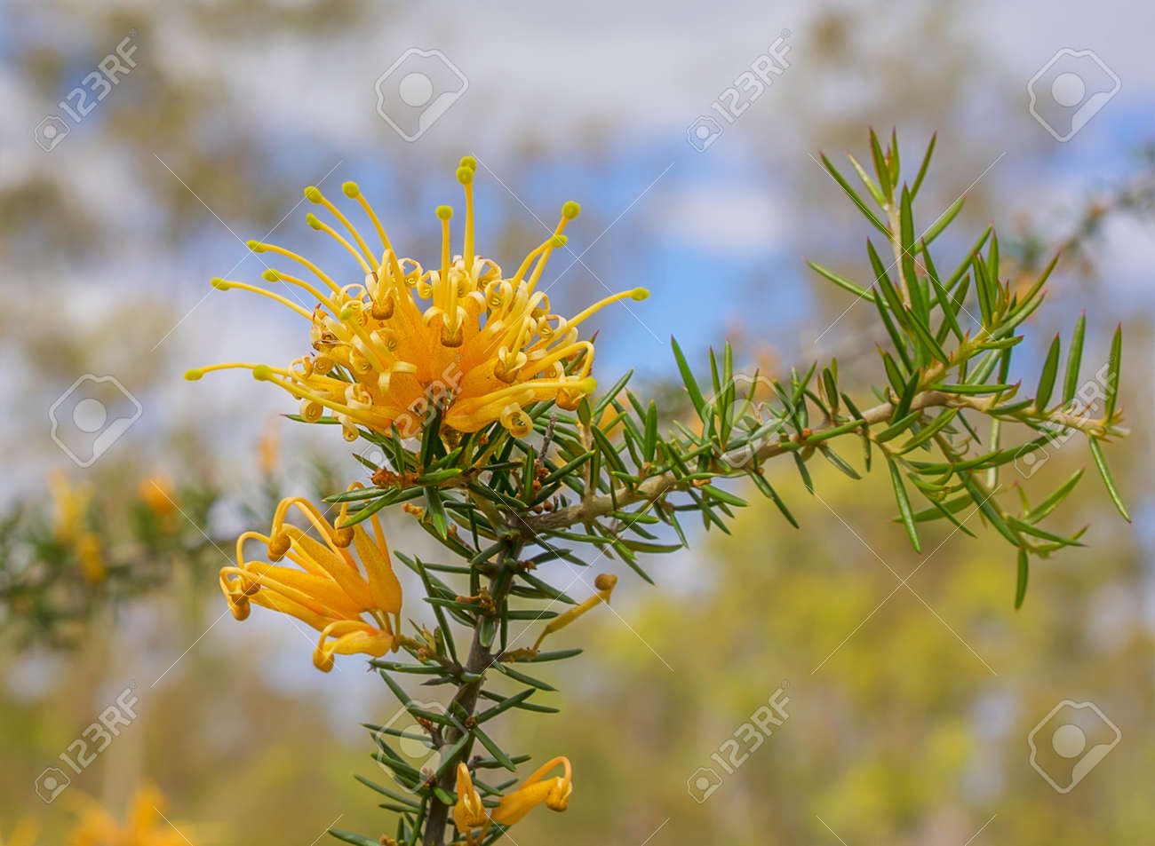 冬と春に花を咲かせ オーストラリアのゴールデン オレンジ ワイルドフラワーなグレビレア Juniperine モロングロ川 の写真素材 画像素材 Image