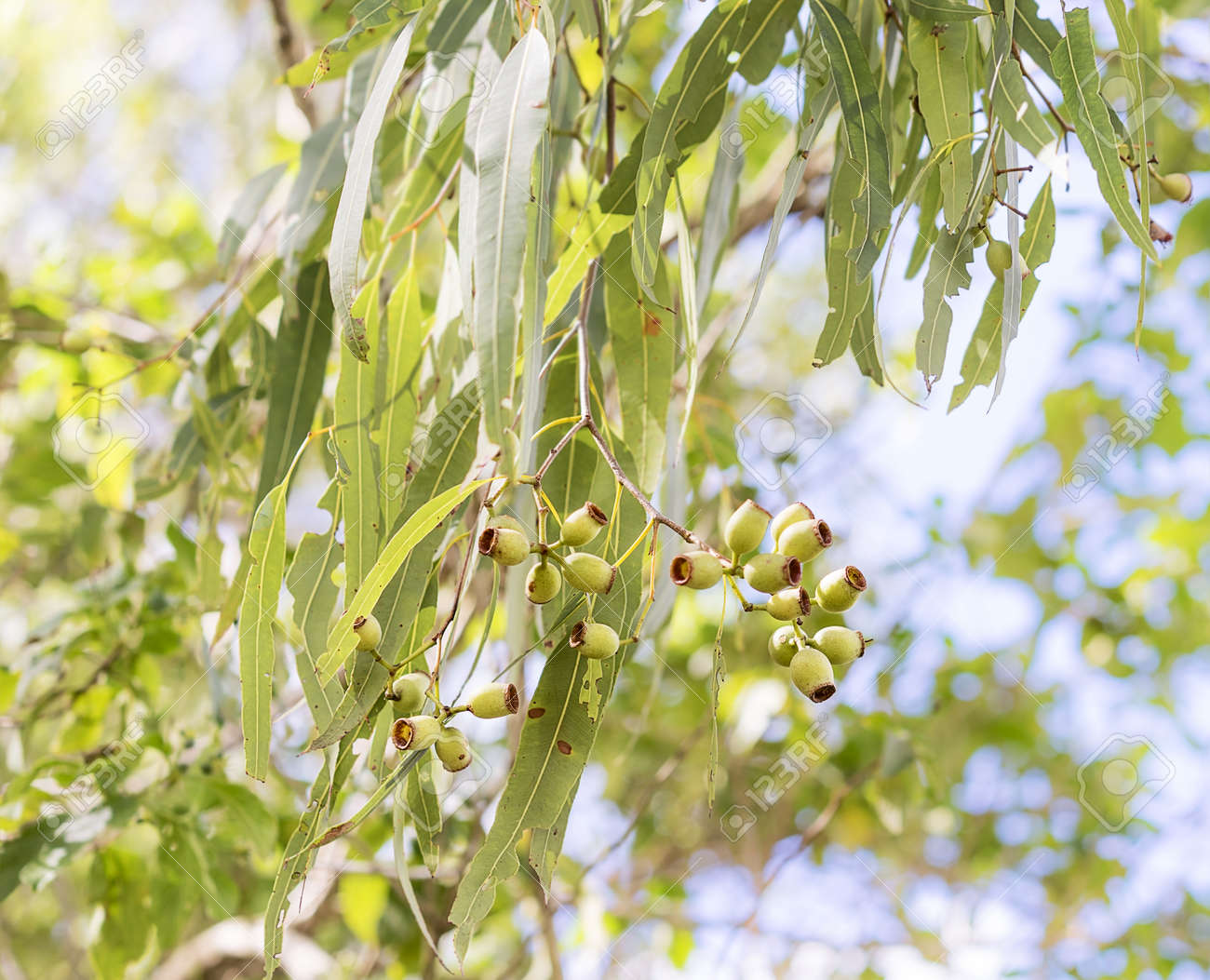 緑の葉とブッシュで成長しているオーストラリアのユーカリの木の Gumnuts の写真素材 画像素材 Image 緑の葉とブッシュで成長しているオーストラリアのユーカリの木の Gumnuts の写真素材 画像素材 Image