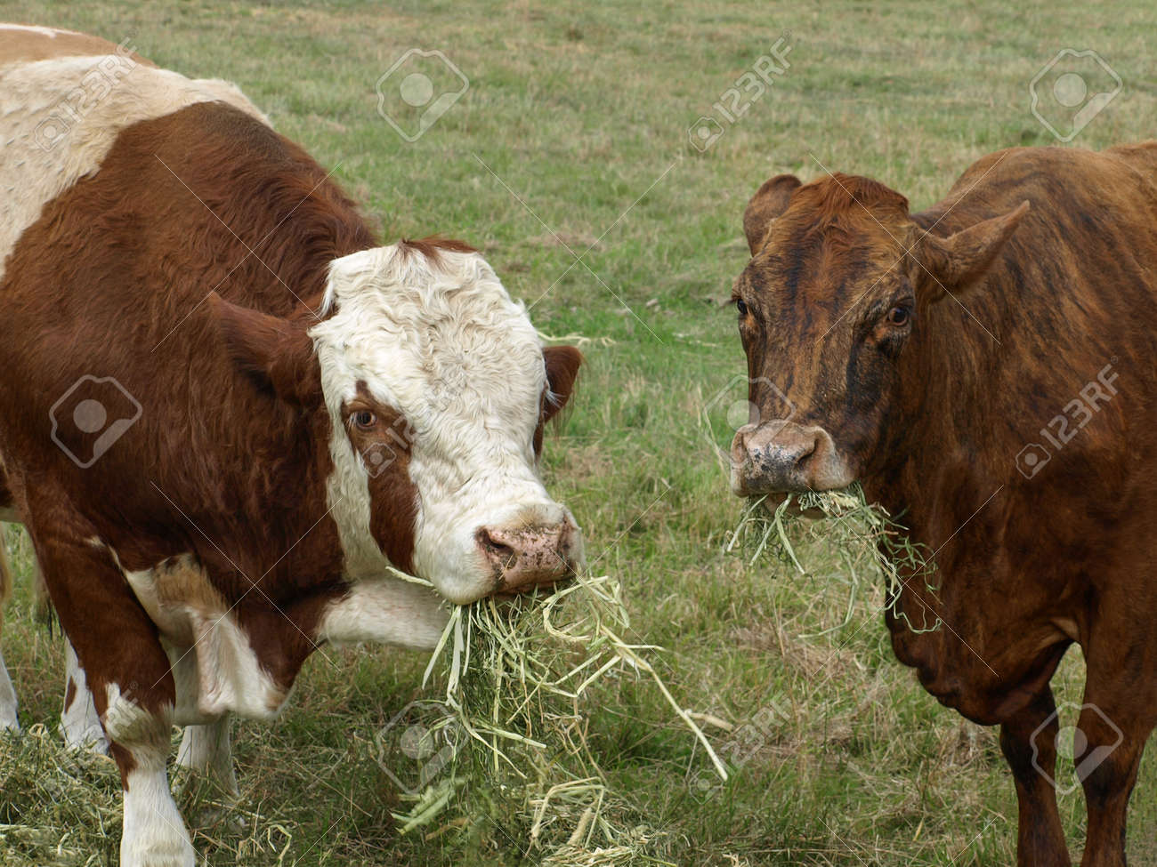Beef Cattle Hereford Bull And Brown Cow Eating Hay Stock Photo Picture And Royalty Free Image Image 132074013