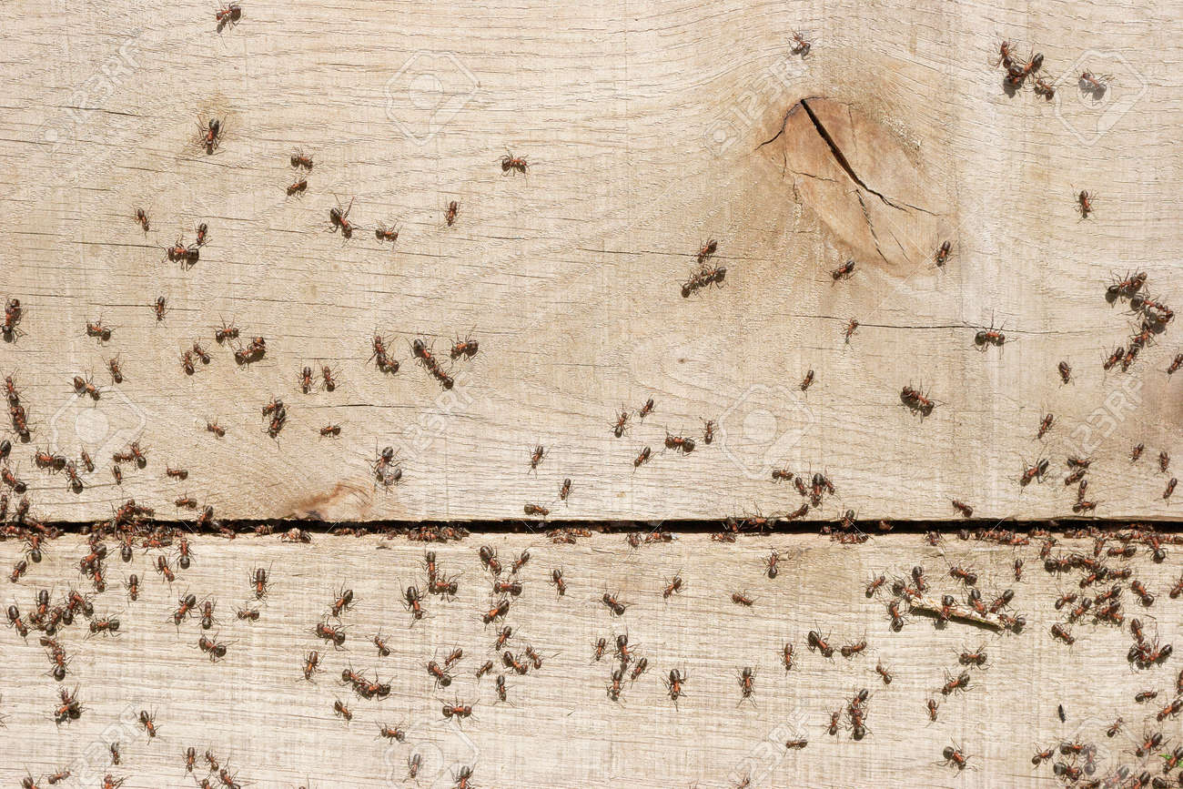 【信頼】 アリは巣の中の物の輸送の写真素材・画像素材 Image 25780557 虫かご・飼育ケース
