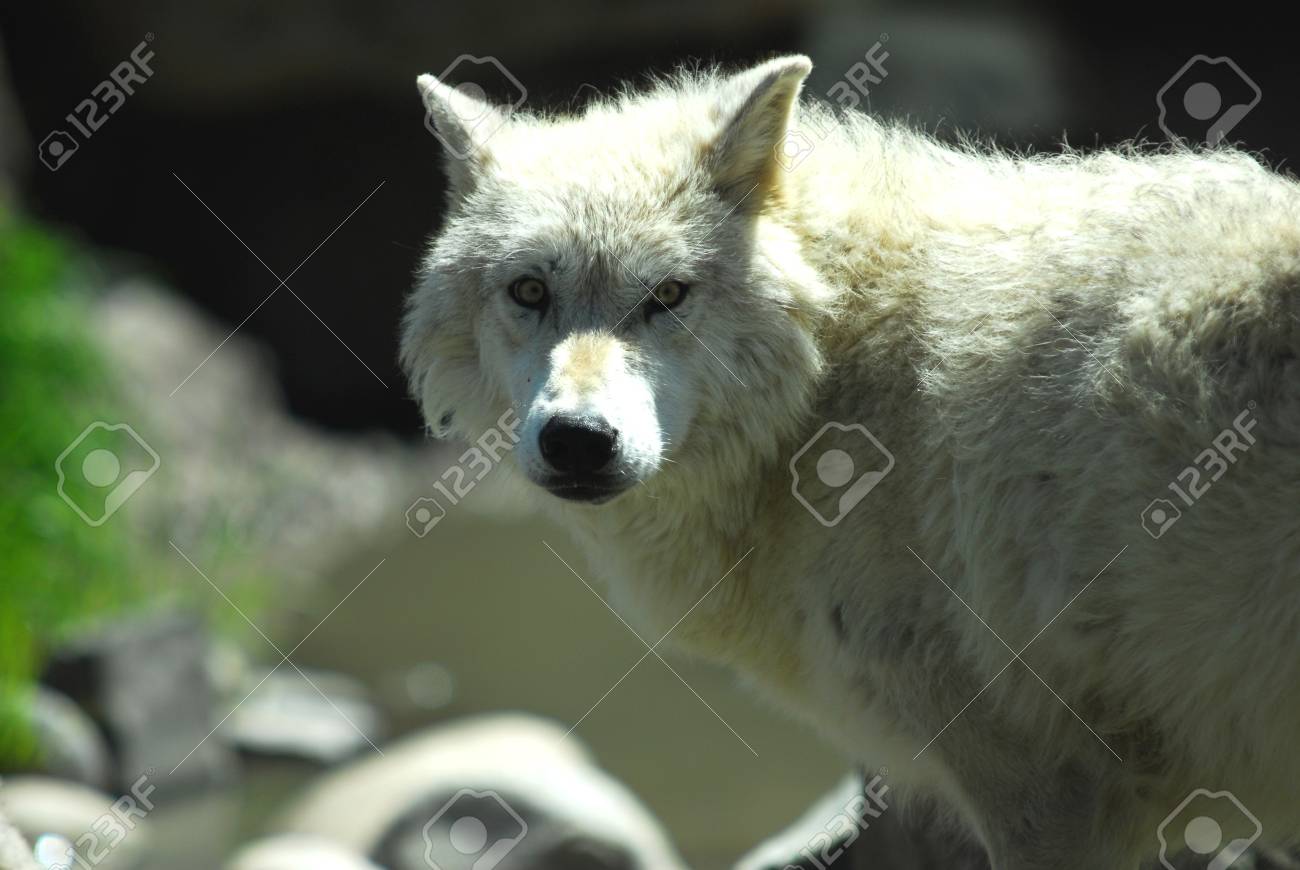 警告灰色オオカミ イエローストーン国立公園 の写真素材 画像素材 Image 警告灰色オオカミ イエローストーン国立公園 の写真素材 画像素材 Image